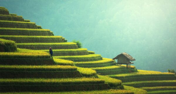 Person Standing on Terraces